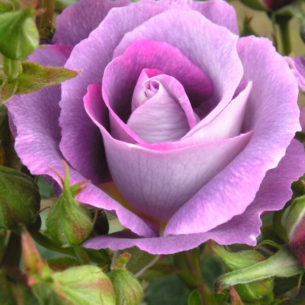 Blue for You