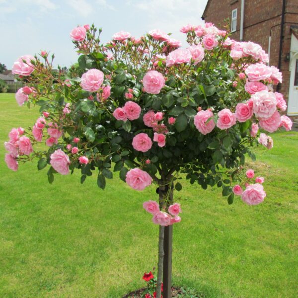 Bonica Weeping Standard Rose