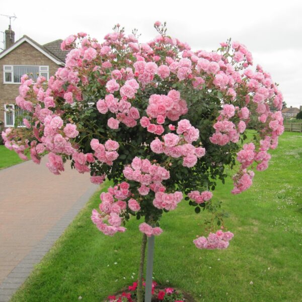 Bonica Weeping Standard Rose