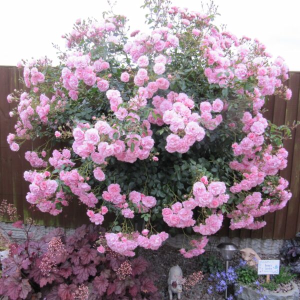 Bonica Weeping Standard Rose