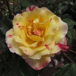 Camille Pissarro - Image 2