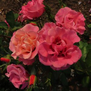 Catherine rose - Apricot Persica Floribunda rose - Style Roses