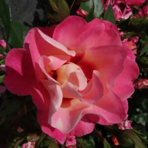 Catherine rose - Apricot Persica Floribunda rose - Style Roses