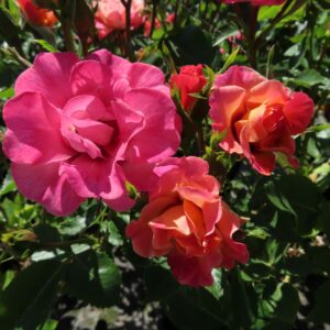 Catherine rose - Apricot Persica Floribunda rose - Style Roses