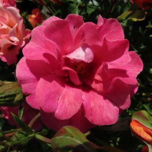 Catherine rose - Apricot Persica Floribunda rose - Style Roses