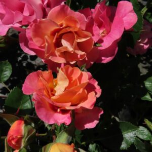 Catherine rose - Apricot Persica Floribunda rose - Style Roses