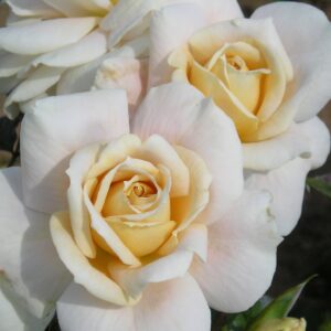 Champagne Moment Standard Rose - Image 5