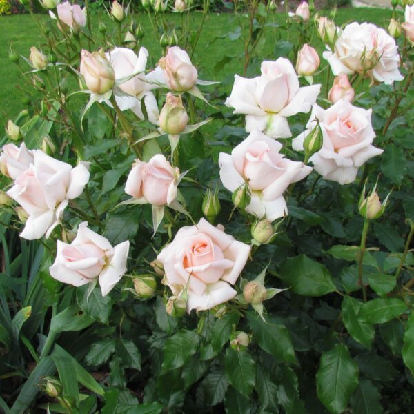 Chandos Beauty