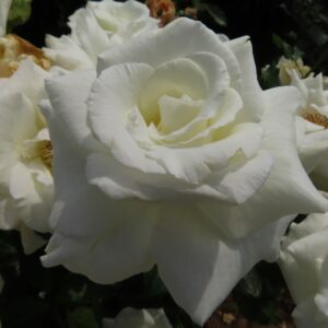 Chardonnay - Image 5