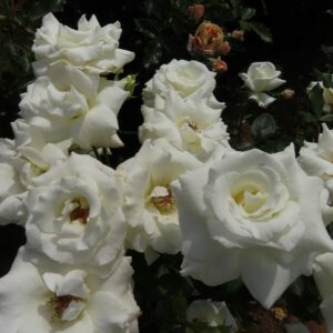 Chardonnay - Image 4