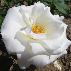 Chardonnay - Image 2