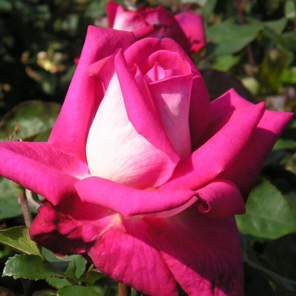 Charlie's Rose