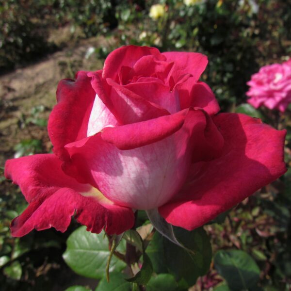 Charlie's Rose