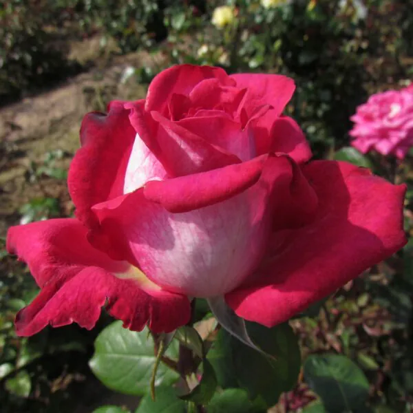 Charlie's Rose