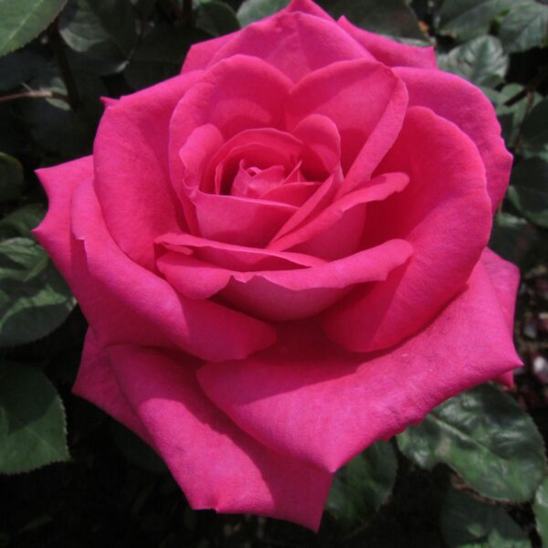 Charlie's Rose
