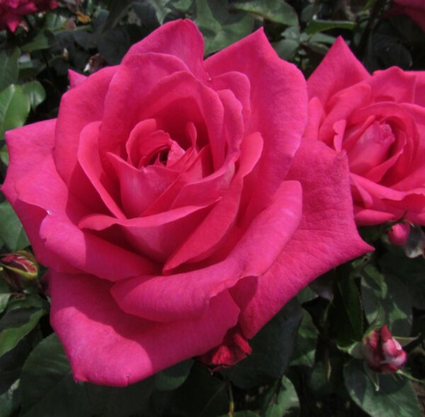 Charlie's Rose