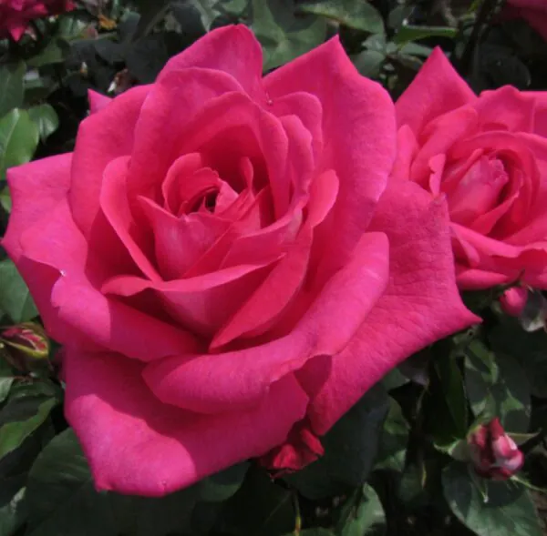 Charlie's Rose