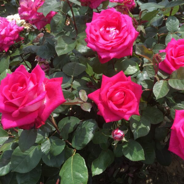 Charlie's Rose