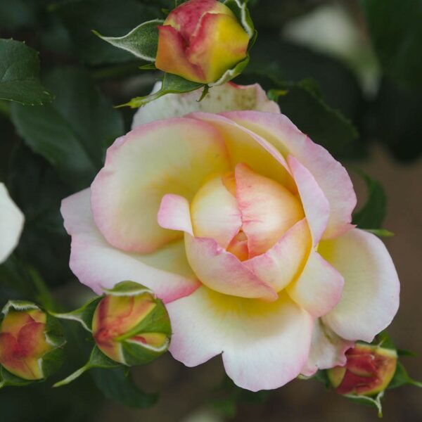 Charlotte's Rose