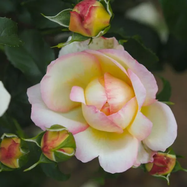 Charlotte's Rose