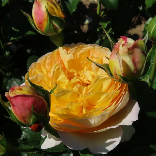 Charlotte's Rose