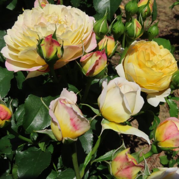 Charlotte's Rose