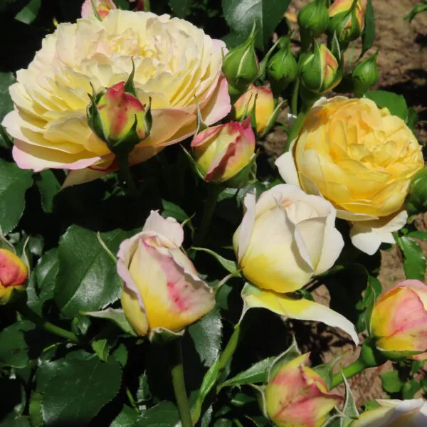 Charlotte's Rose