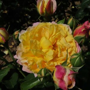Charlotte's Rose - Image 4