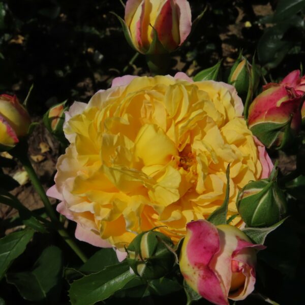 Charlotte's Rose
