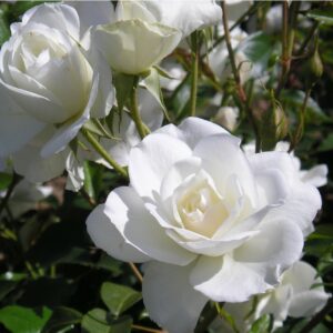 Iceberg Standard Rose - Image 7