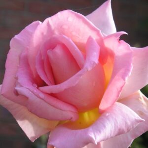 Compassion - Image 7