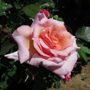 Compassion - Image 2