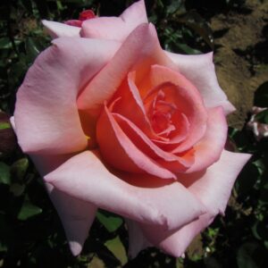 Compassion - Image 5