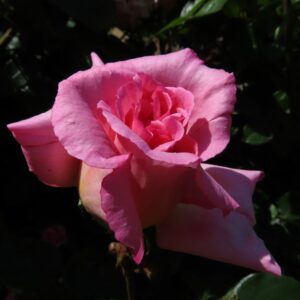 Compassion - Image 4
