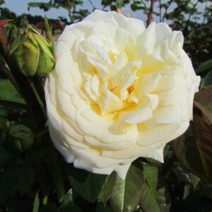 Creme De La Creme - Image 2