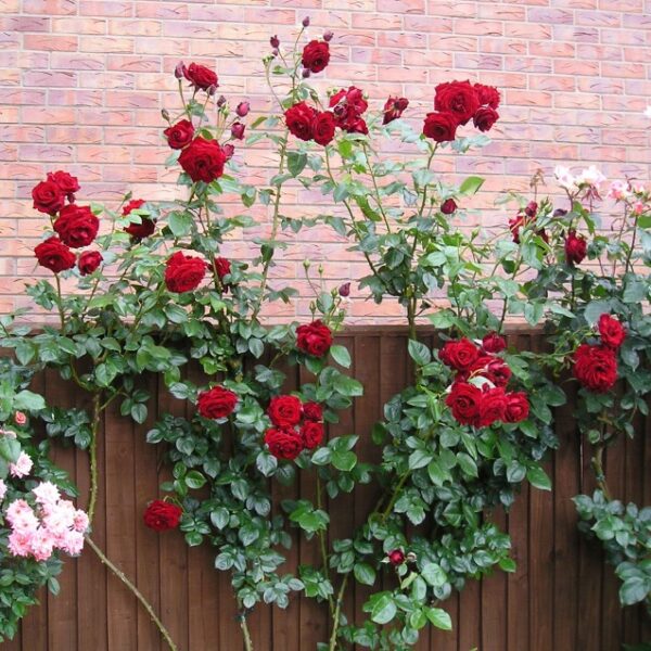 Crimson Cascade