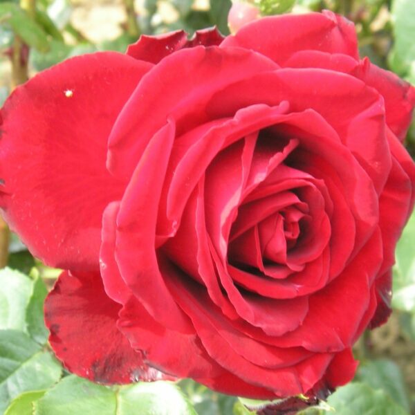 Crimson Cascade