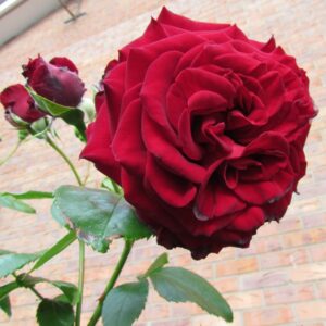 Crimson Cascade