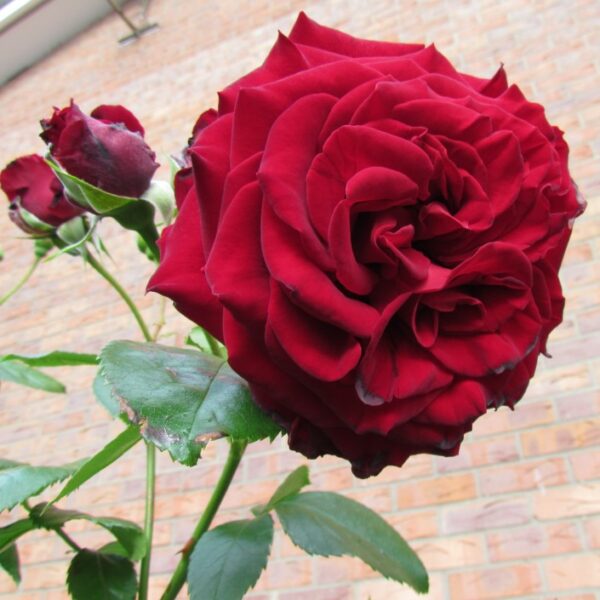 Crimson Cascade