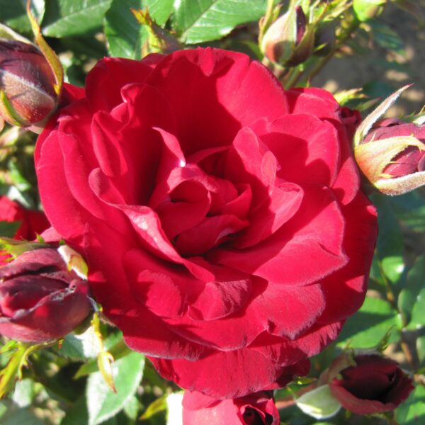 Crimson Sweet Dream