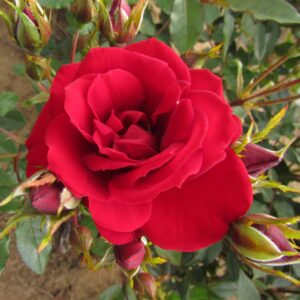Crimson Sweet Dream