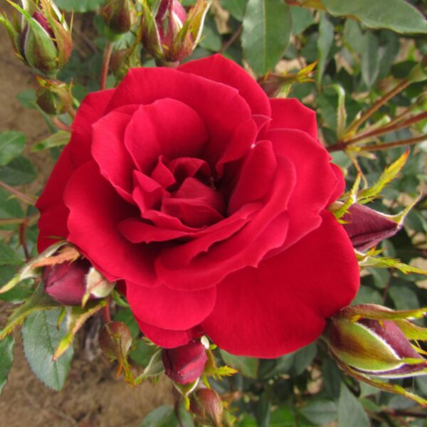 Crimson Sweet Dream