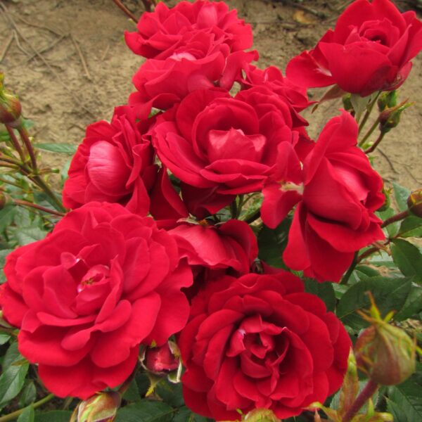 Crimson Sweet Dream