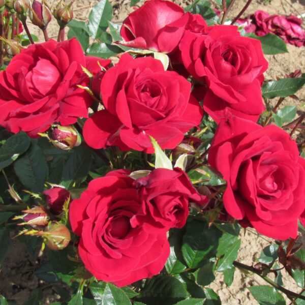 Crimson Sweet Dream