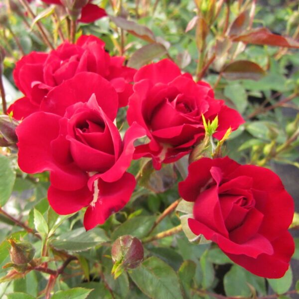 Crimson Sweet Dream