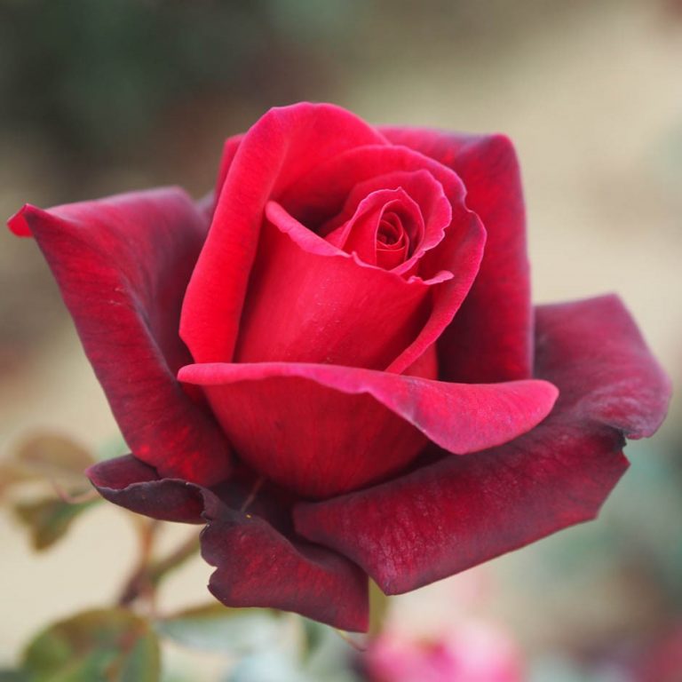 Red roses | Red rose plant | Style Roses