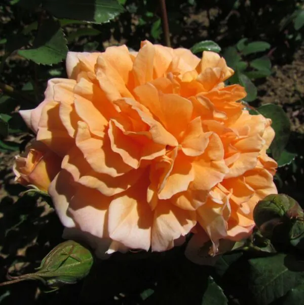 Dame Judi Dench