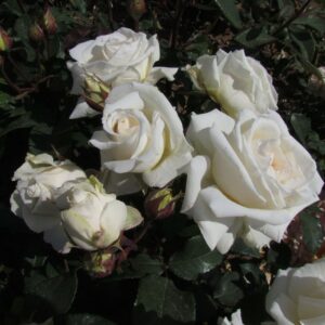 Daniel - Image 3