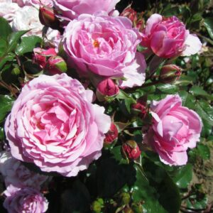 Dear Sister - Image 4