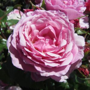 Dear Sister - Image 3
